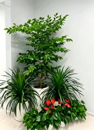 鄞州绿植租赁品种怎么修复？常见问题解决